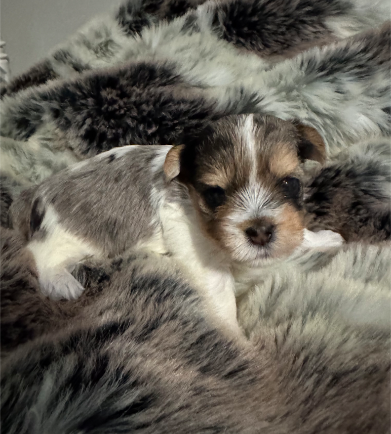 Yorkie Pup For Sale